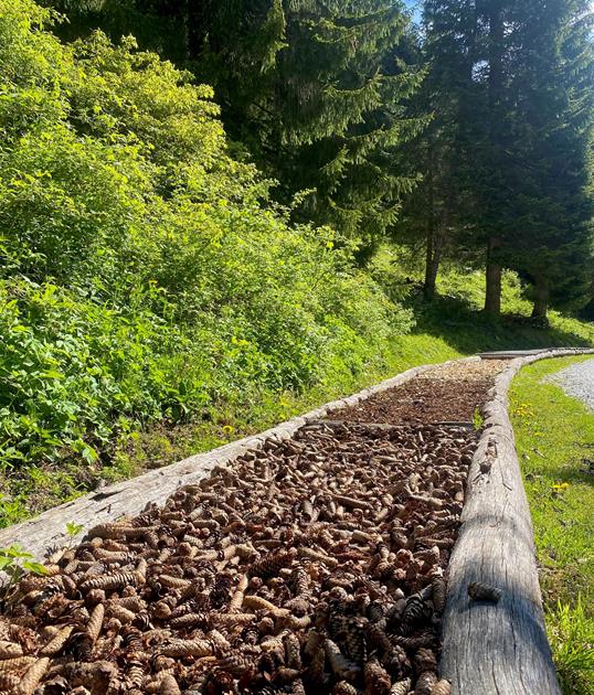 barfussweg-innerratschings-larch-julia-44