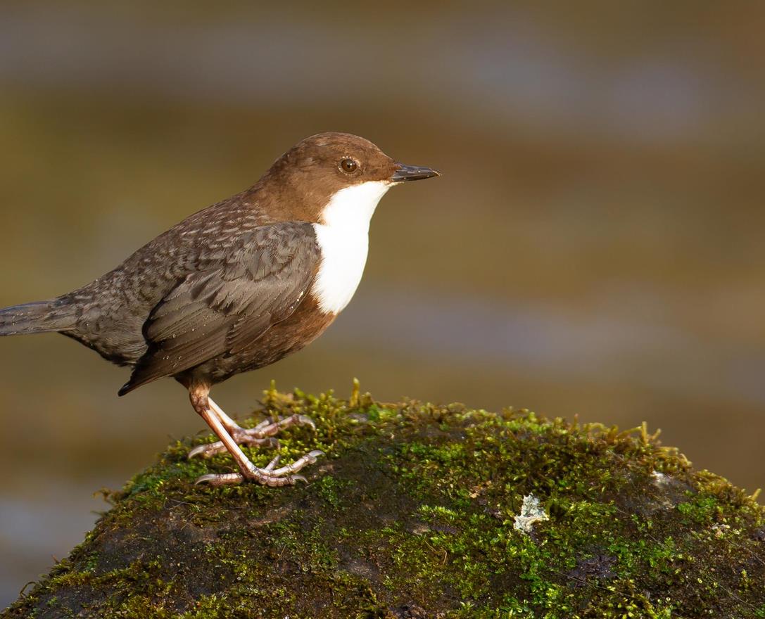 gilfenklamm-wasseramsel