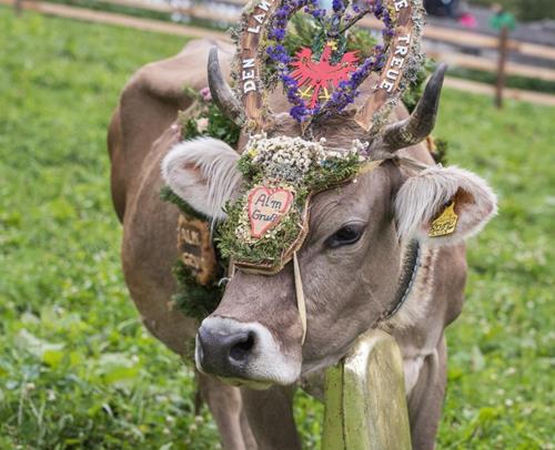 07-almabtrieb-telfes-meinrad-larch[2]