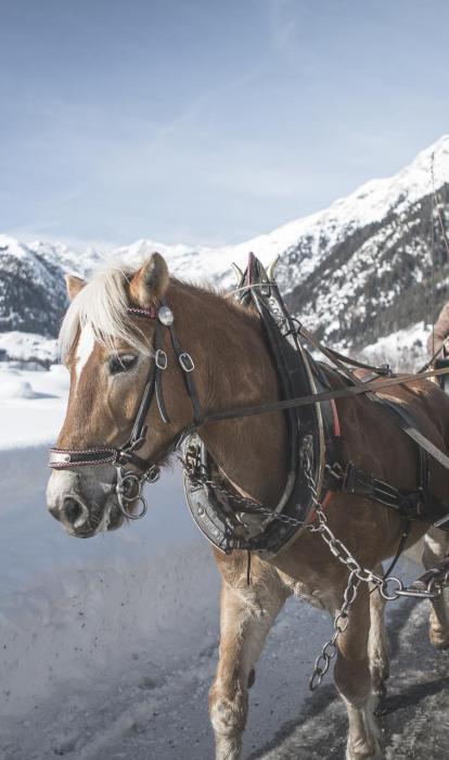 tv-ratschings-winter-kutschenfahrt-kot-6825