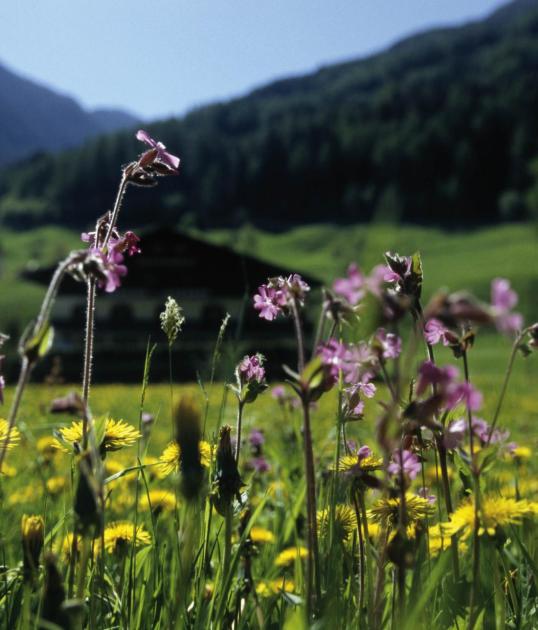 tv-ratschings-sommer-blumenwiese-panorama