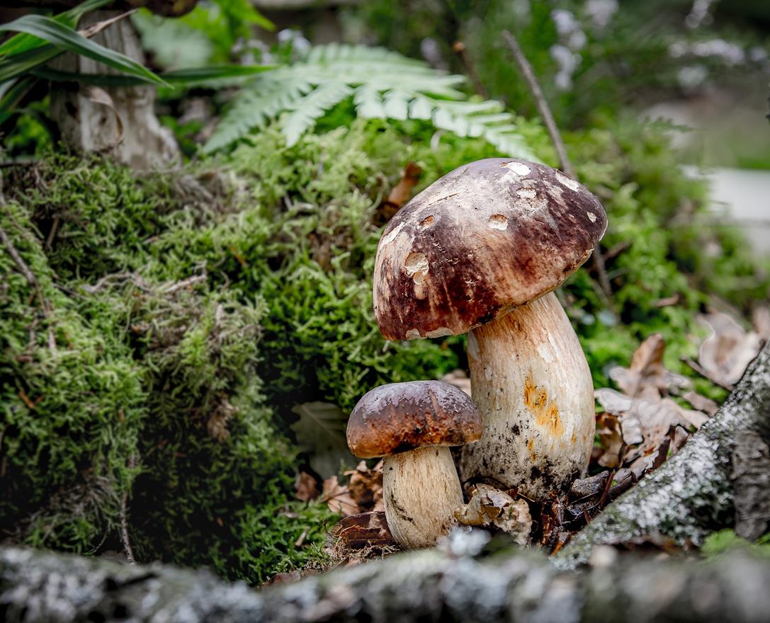 tv-ratschings-pilze-sammeln-02